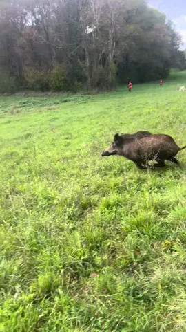 Chasse du samedi 14 novembre 🐗🎶 #chasse #chassetricolore #pourtoi 