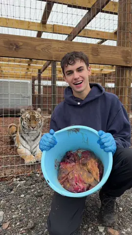 Meaty enrichment time for Kalinka our Amur TIGER! 🐯🥹… there are around 1000 of these guys out in the wild and in human care. Conserving this species is VITAL. 🤍. Proper, captive populations serve as lifeboats, protecting animals and DNA forever. 🧬 @Jimmy's Farm 