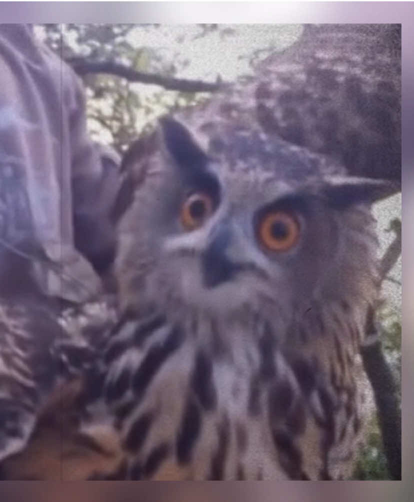 Eule 🦉 synchronisiert #Eule #Tiere #synchronsprecher #parodie #fyp 