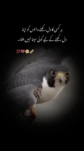 #دنیا کا طاقتور ترین شخص وہ ہے جو سب سے زیادہ تنہا ہوتا ہے .. !#fybシ #foryou @𝙨𝙖𝙙𝙡𝙞𝙛𝙚𝙖𝙣𝙙𝙡𝙞𝙣𝙚𝙨 