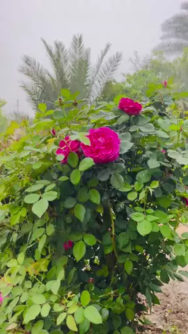 #تصوير #تصميم_فيديوهات🎶🎤🎬 #fyp #الشعب_الصيني_ماله_حل😂😂 #CapCut 