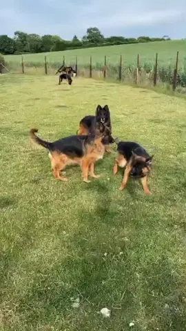 German shepherd information#unfreezmyaccount #foryoupage #viralvideo #supportme #newaccount 