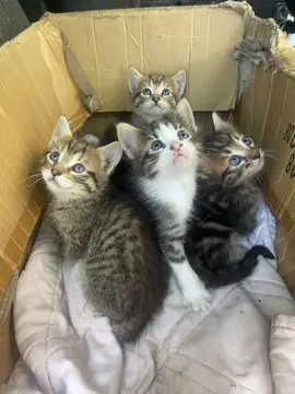 Gatitos bebés en adopción. Toman leche materna aún.  Necesito con urgencia regalar estas preciosuras. Lamentablemente en menos de 2 meses nos mudamos de hogar, por temas de divorcio de mis padres. Las mamás de estos gatitos son salvajes no se dejan agarrar. Pero ellos pueden optar a un hogar.      Si Uds me ayudan. No puedo llevármelos ya tengo muchos gatos. Gracias por leer. #gatitos #adopcion #gatitosbebes #chile #santiagodechile 