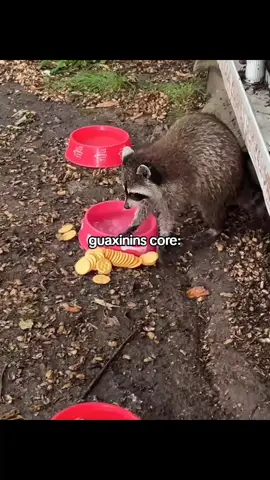 ib:@𝒀𝒖𝒌𝒂𝒓𝒊 ִ ࣪𖤐 | Só lembro do guaxinim lavando o algodão doce KKKKKKKK#foyou #foryou #guaxinim #adressaurach 