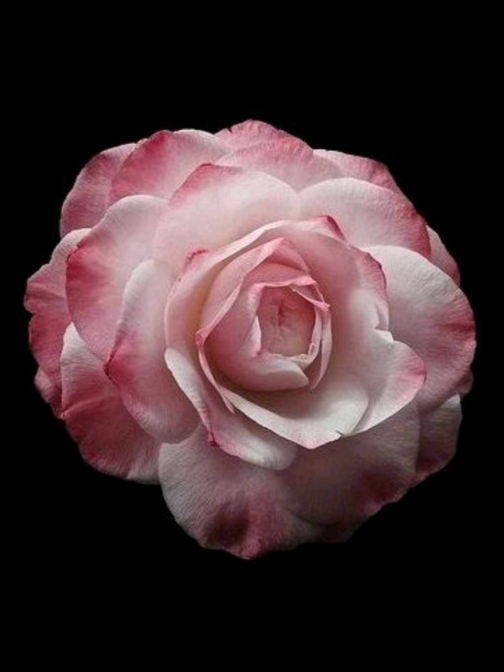 my type of music:)  اگه دنبال ترجمه اب فالو کن🥲✨ .  .  .  #lyrics #lyricvideo #music #fyp #foryou #persianmusic #songlyrics #sadvibes #tiktokmusic 