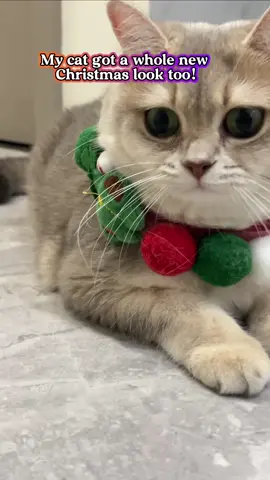 A new collar #giftidea #tiktokshopblackfriday #christmasfinds #catcollar 