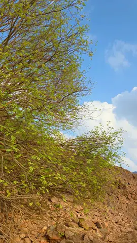 #شمنصير #امطار #fyp #Exploor #الكامل 