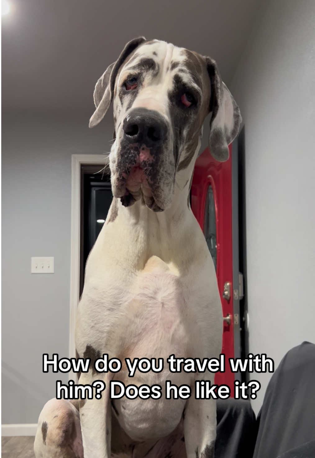 My Great Dane is the best travel companion ever, even at 135 lbs 🥰  #travel #racing #dogsoftiktok #fypツ 