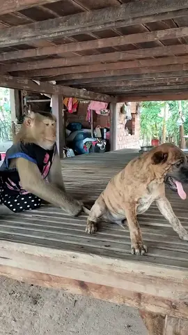 Lovely animal SokYaa, OG, Pao Mom Are Famous Around The World #shorts #anime #trend #edit 