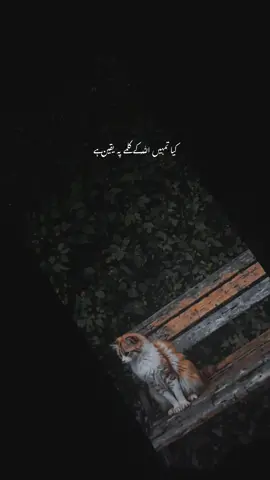 serf tum ..!❤️🕊️✨🫶🏻🦋#foryou #kotliazadkashmir #moheez071 #Love 