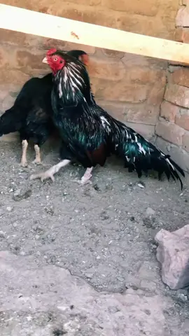 #tranding_video #Breeder #winer #fighter #virelvedio_tiktok✨🔥  mashallah ❤️🔥🐓💕🔥🐓 