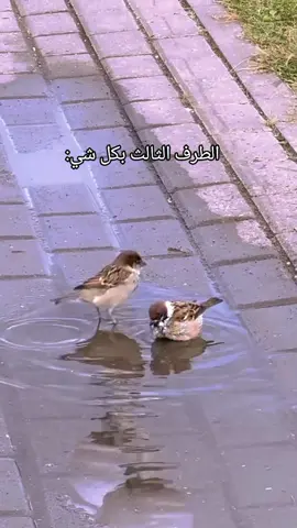 #طرف_ثالث #مشاهير_تيك_توك_مشاهير_العرب #تفاعلكم_لايك_متابعه_اكسبلوررررراexplore #اكسبلورexplore 