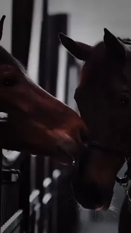 اللي يعاتبك لا تزعل ولا تضايق منه#تركي_بن_عاصم #كلام_درر #عاشق_الخيل 