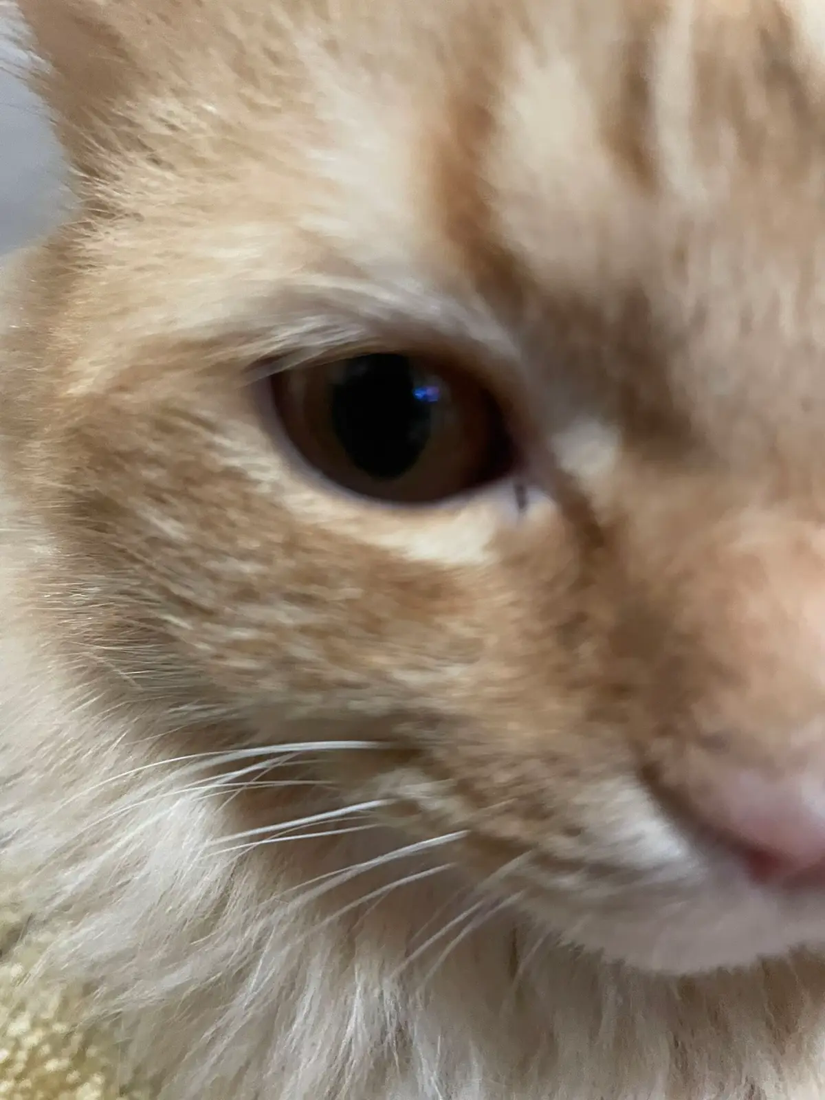 #mirrorsdemo #megaknight #cat #fyp #funny 