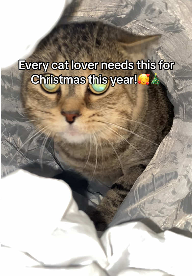 Our holiday sale is live! 🥰 link in our bio!! #christmas #catlover #catsoftiktok #cat #fypシ゚ 