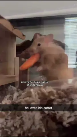 freaky freaking beast #jimmy #unicorndih #hamster #sophie #viral