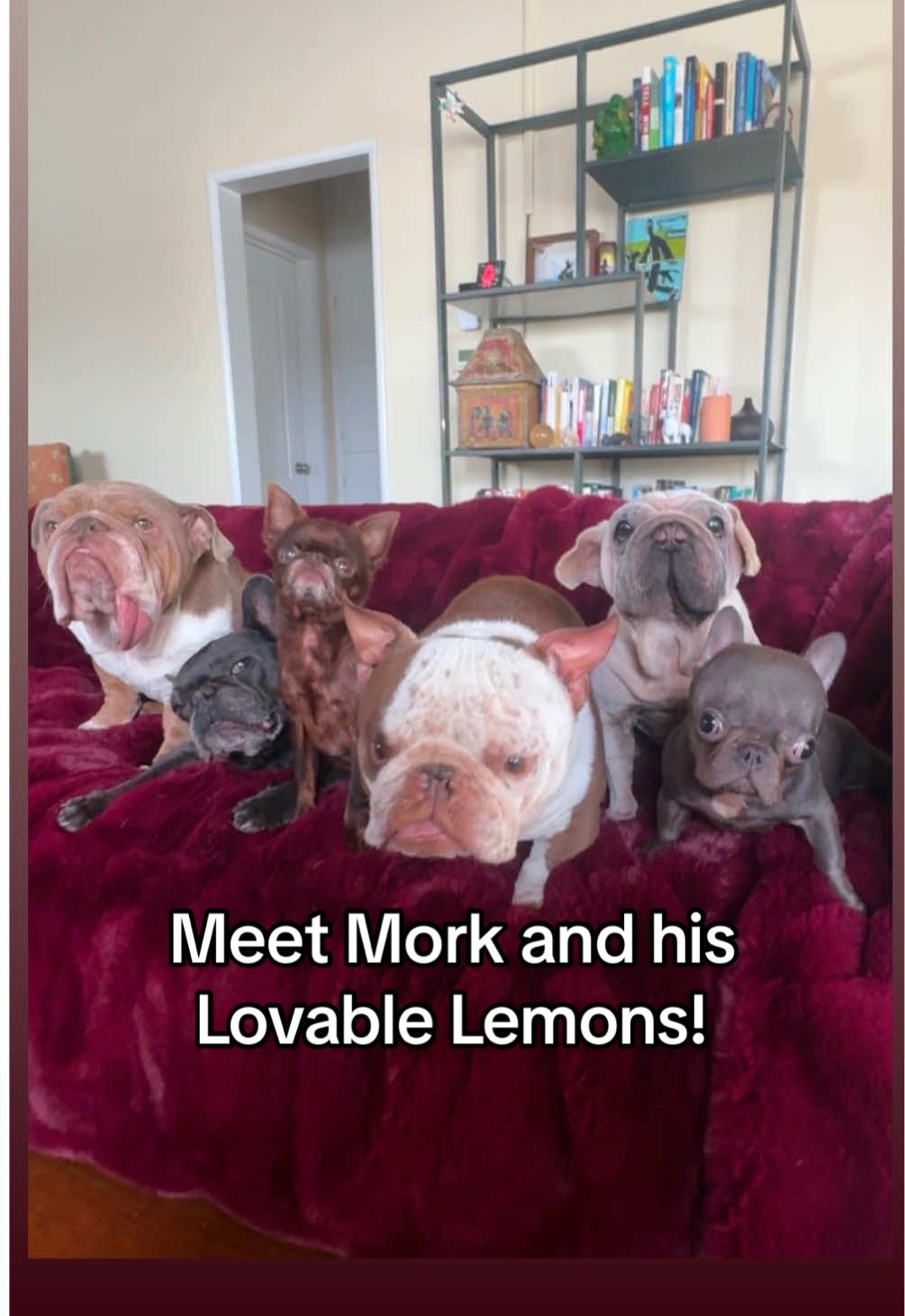 Every rescue dog deserves a chance to love and be loved! It may be pouring with rain here but these are my sunshine ❤️☀️ Share yours! #fyp #rescuedog #dogmom