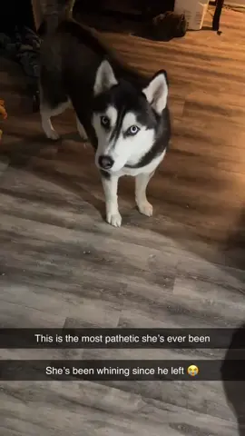 The video from Dad did, in fact, make her feel better. She immediately stopped whining and tried licking my phone when she saw his face 😭❤️#huskylife #siberianhusky #husky #huskiesoftiktok #dogsoftiktok 