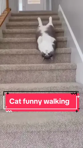 cat funny walking styles so funnyy😝😝😝😛😛😛🤣🤣🤣😂😂😂😅😅😅😝😝…..#catwalk #funny #catsoftiktok #catwalkchallenge #funnyvideos 