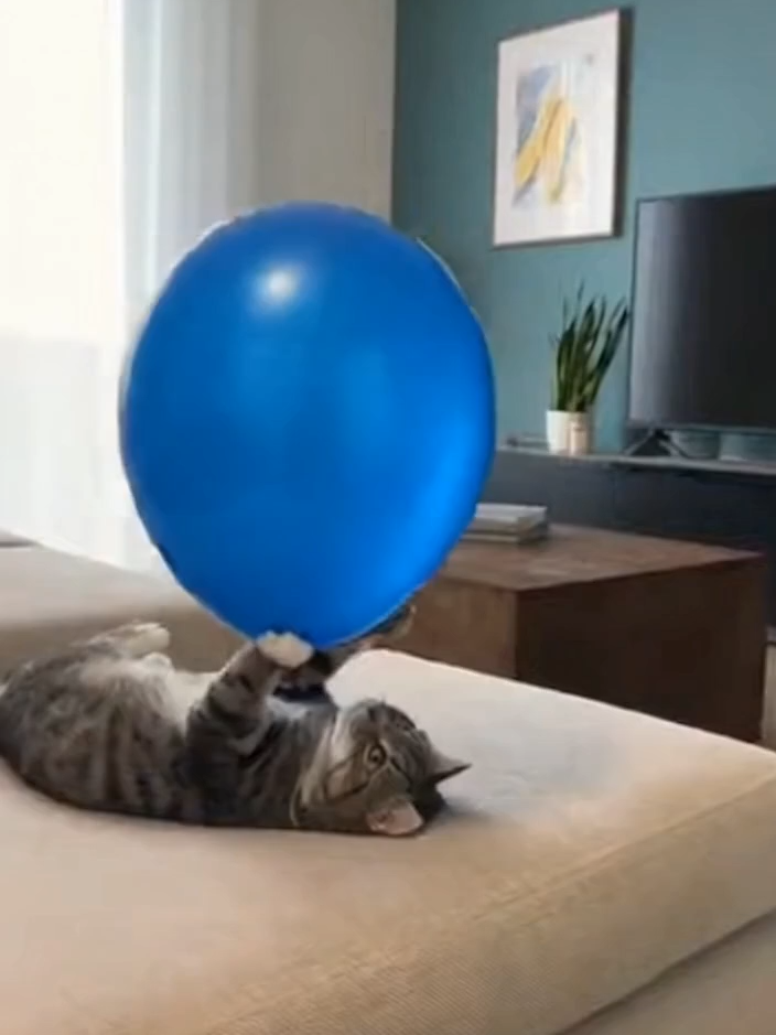 Cat Chaos A cat chaos moment caught on camera! 😹💥 This hyper-realistic clip shows a playful tabby cat lying on the couch with a giant balloon… until it suddenly pops! The jump scare sends the cat flying across the living room, knocking over a TV, flipping furniture, and turning the entire place into a disaster zone — before staring straight into the camera like “I didn’t do anything.” Pure comedy, pure chaos, pure cat energy. If you love funny animal fails, chaotic pet moments, or cinematic cat clips — this one is for you! 🐾🔥 Like & subscribe for more high-quality animal shorts! funnycats #catfails #catvideos #catshorts #funnyanimals #animalfails #pets #catchaos #catcompilation #catmemes #viralshorts #fyp #shorts #cattok #petshorts #cinematiccat #hyperrealistic #balloonpop #catreaction #catjump #kitty #meow #catsdoingthings #petfails #funnyshorts #lolcats #animals #catlover #chaoscat #catmoments