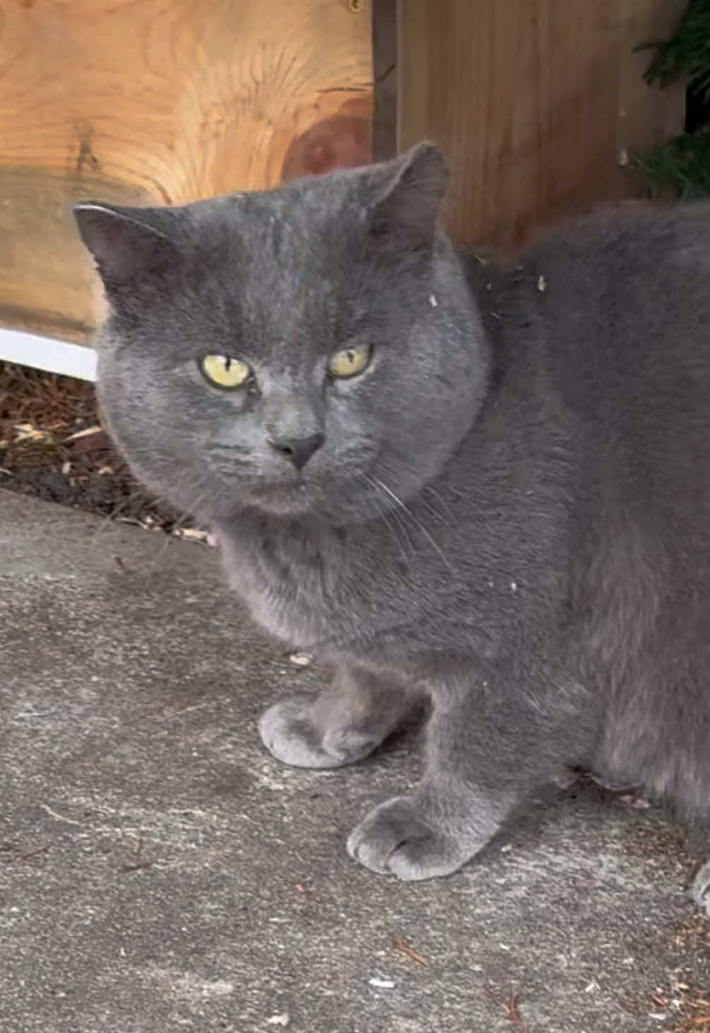 Made it rain catnip on him #cats #cattok #catniplady #catsoftiktok #funnycat 