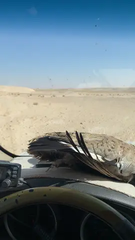 #اكسبلور #الاكسبلور #fyppppppppppppppppppppppp #صقاقير_الخليج #الشعب_الصيني_ماله_حل😂😂 