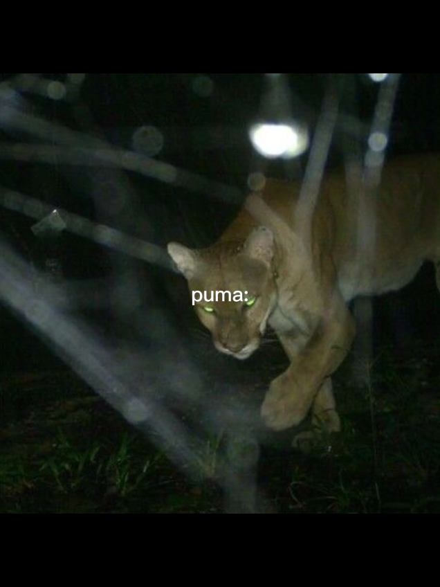 Puma Real Mogger  #mogged #mogger #puma @Ｚｙｖｎｘ 