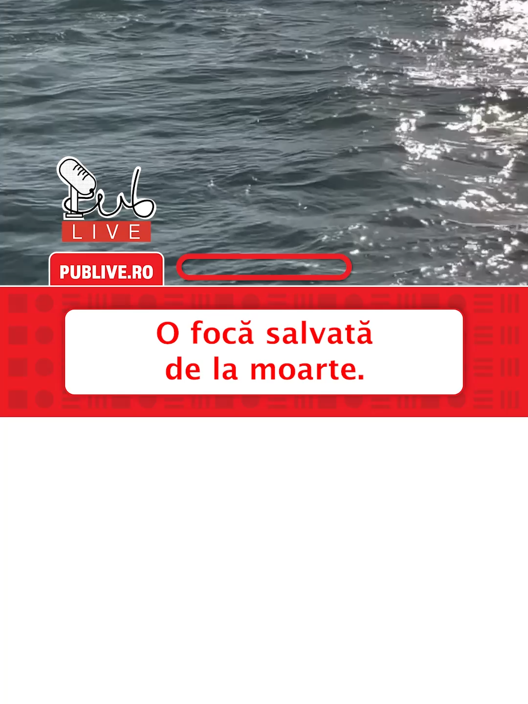 O focă s-a salvat cățărându-se pe o barcă în Marea Salish! sursa: ig @Charvet Drucker #news #publive #noiembrie #foca #wholesomemoments #barca