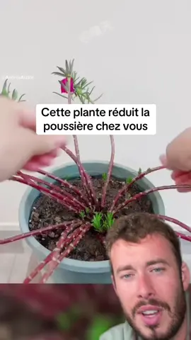 C’est génial comme plante !