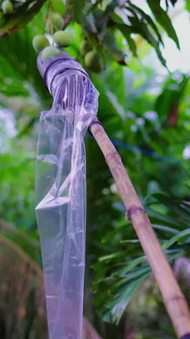 Fruit picker full video on my fb page 