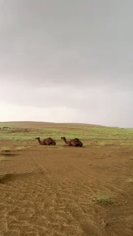 الديييره اليوووم 💙. . . . . . . . . #tiktok #explore #الديره #امطار #الجنوب 