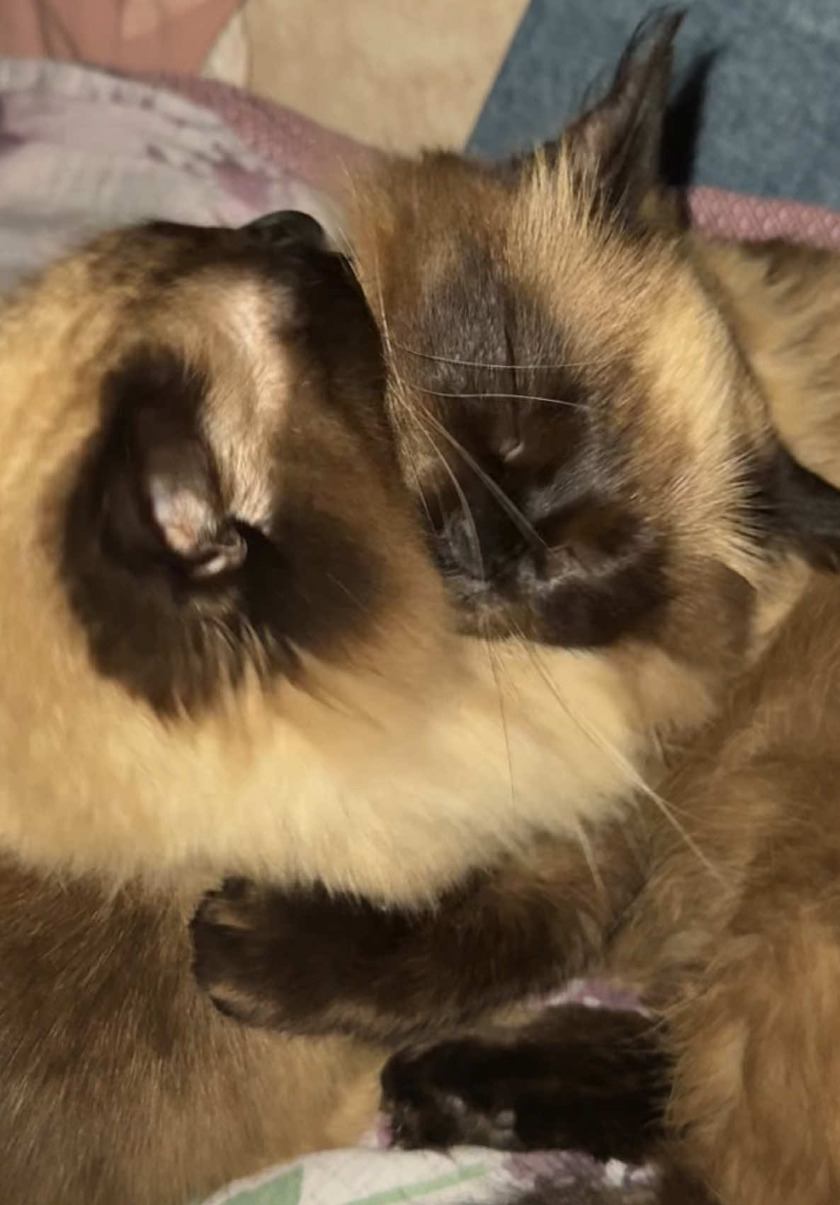 #cat #котики #Love #милыекотики #милота 