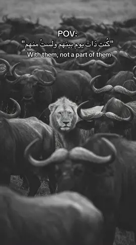 📈 #اسد#قطيع#حكمة#السعودية #مصر 