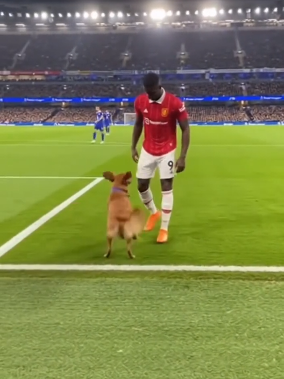 “موقف مستحيل يتكرر! اللاعب في انفراد خطير… وفجأة كلب يدخل الملعب ويخطف الكورة قدّام الجميع 😂🔥 لقطة خيالية بس واقعية لدرجة إنك هتفضل تعيدها!” #FunnyFootball #PremierLeague #AIvideo #FootballComedy #ViralMoment 