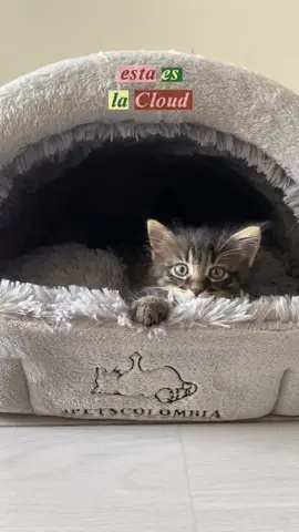 Cloud bed,  la mejor  cama para tu mascota,  comoda, fácil de lavar y muy confortable,  un regaló especial para un ser especial 🐾😸 #ventasonline #gatoscolombia #camasmascotas #gatos 