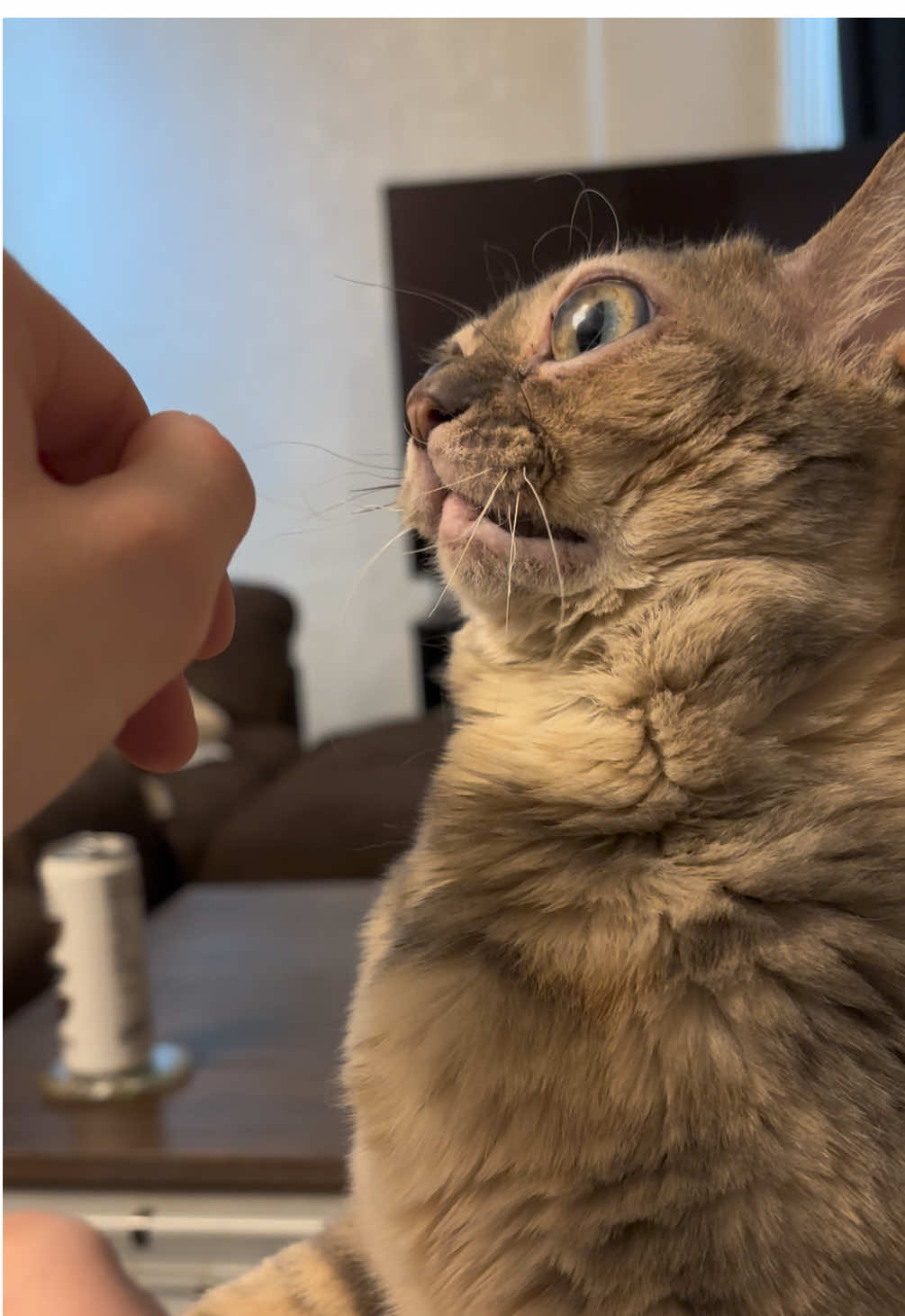 My pretty girls 🥰 #cattok #catlover #cuteanimals #funnyanimals #cats 