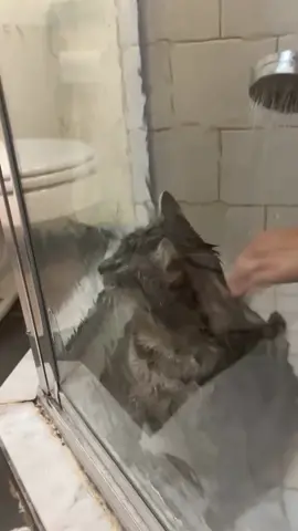 yıkanmak istemiyor gibi #kedi #kediler #kediseverler #yavrukedi #duş 