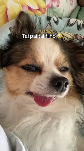 Achei esse vídeo e não pude me conter 🤣 #dogsofttiktok #funnydog #paidepet #trending #funny 