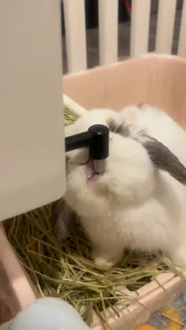 กินแบบนี้ น้ำเข้าปากกี่โมงลูก😂 #bunnysoftiktok #สัตว์โลกน่ารัก❤️ #viral #fyp #bunny 
