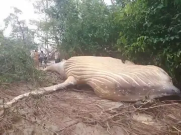 O MISTÉRIO DA BALEIA JUBARTE NA AMAZÔNIA!? ATENÇÃO: O intuito do vídeo é apenas entretenimento e nada a mais que isso!!! #misterio #terror #curiosidades 