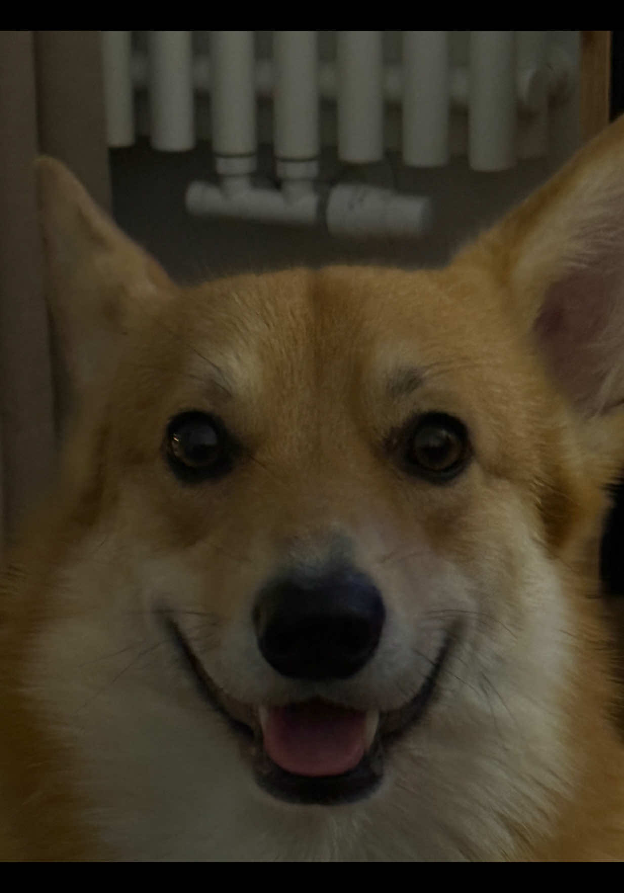 #corgisoftiktok #mycorgi #snackhunter #funnydogsoftiktok #corgilife 