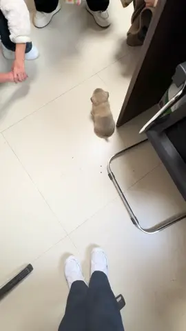 My coworker’s puppy is so cute.