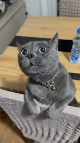 👀#balkantiktok #cat #fyp #catsoftiktok #viral 