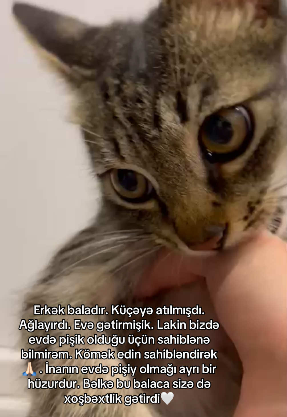 Erkəydir və qum tərbiyəsi var🥹 Ciddi maraqlananlar yazsın🙏🏻 #pişik #cat #heyvansever #sahiblenmek 