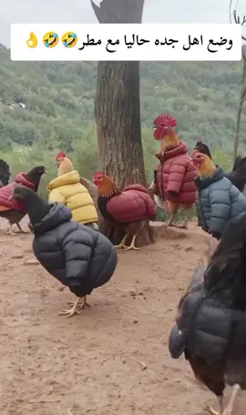 #امطار_جده #امطار_جده_اليوم #جده_الان #اهل_جده #creatorsearchinsight 