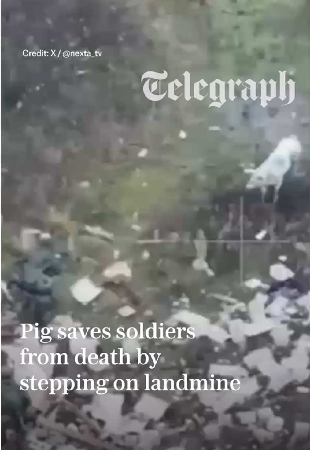 🔴 Two Russian soldiers were saved from being blown up after a pig stepped on an anti-personnel mine left by retreating Ukrainian troops. In footage caught on a drone camera, the pig can be seen walking along a path yards ahead of Russian troops. Startled by the soldiers, the pig jumps and starts to run. But as it flees, its rear hooves set off the device, which explodes in a cloud of smoke. Remarkably, the pig survived the blast, although it did appear to be injured, and the Russian soldiers avoided the debris cloud. 🔗 Tap the link to read the full story #russia #ukraine 