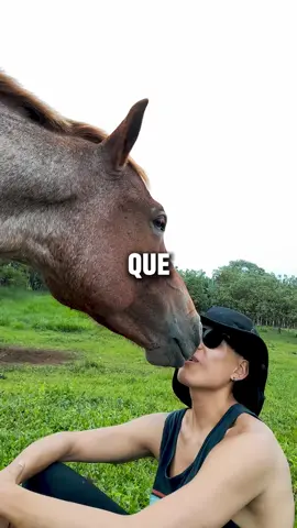 Y por eso, cuando me preguntan cuál es el TIP más BRUTAL para ahorrar mientras viajas ✈️, siempre respondo lo mismo: VOLUNTARIADOS ✨ En esta ocasión vivimos una experiencia mágica con seres de luz: los caballitos 🐴✨. Aprendimos a cuidarles, mimarles y jugar con ellos. Son súper sociables y juguetones, aunque eso sí… ¡ten cuidado! Que sin querer te pueden aplastar de lo confiados que son 😅. Aquí intercambiamos 3 horas de trabajo al día, 5 días a la semana, durante 2 semanas. A cambio, teníamos un depa solo para nosotros (mi novia y yo) y como contábamos con cocina, cocinábamos allí. Ahorro en hospedaje en Galápagos: 40$ x 14 noches = 560$ Ahorro en comida (vs. restaurantes): 200–250$ Con ese dinero hicimos todos los tours posibles. No te imaginas las aventuras que vivimos ; y aparte convivir con estos caballitos nos hizo crecer el corazón 🫶 Cometa: VOLUNTARIADOS Y te mando la página que más uso 😉 Ya no hay excusas para quedarte en casa. Es hora de viajar ✈️🌍 #VoluntariadosEnViaje #ViajarConPropósito #AhorraMientrasViajas #ExperienciasQueTransforman #TravelHacksLatam