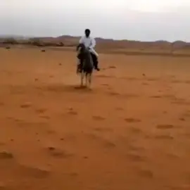 #ارشيف #خيل #السعوديه #ادهم #مالي_خلق_احط_هاشتاقات 