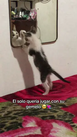 Tan tiquitito que era 🥹 #fyp #parati #pobremigatito 