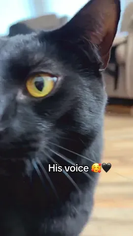 That chirp in the middle 😍😍  #polydactylcat #catsoftiktok #cattok #cutecats #cats 